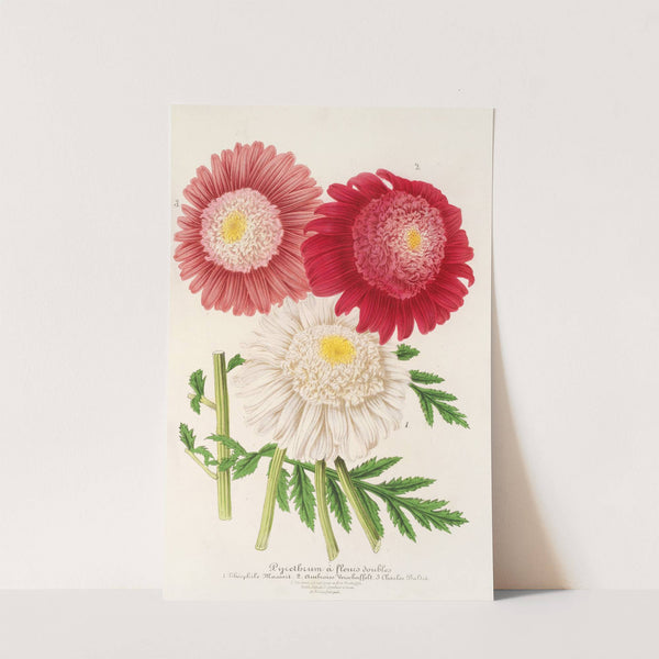 Pyrethrum by Charles Antoine Lemaire