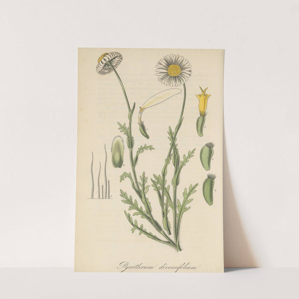 Pyrethrum diversifolium by William Jackson Hooker