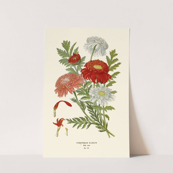 Pyrethrum Roseum (1896-1897) by Edward Step