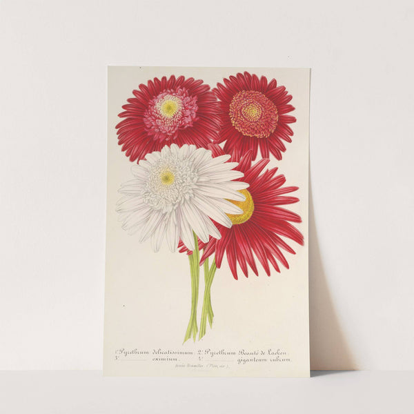 Pyrethrum roseum (variétés jardiniques du) by Charles Antoine Lemaire