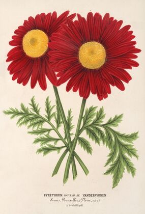 Pyrethrum Souvenir de Vandervinnen