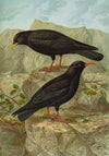 Pyrrhocorax pyrrhocorax, Pyrrhocorax graculus