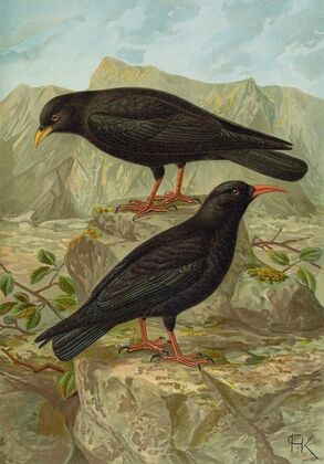 Pyrrhocorax pyrrhocorax, Pyrrhocorax graculus