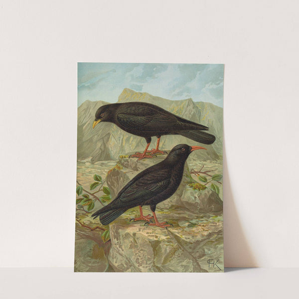 Pyrrhocorax pyrrhocorax, Pyrrhocorax graculus by Johann Friedrich Naumann