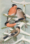 Pyrrhula pyrrhula, Pyrrhula pyrrhula europaea (Vieill.)