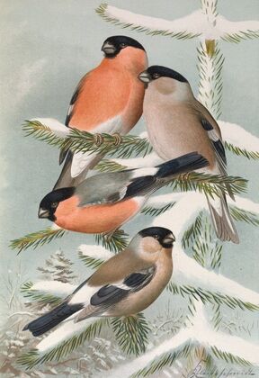Pyrrhula pyrrhula, Pyrrhula pyrrhula europaea (Vieill.)