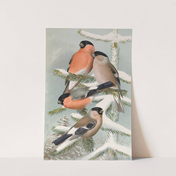 Pyrrhula pyrrhula, Pyrrhula pyrrhula europaea (Vieill.) by Johann Friedrich Naumann