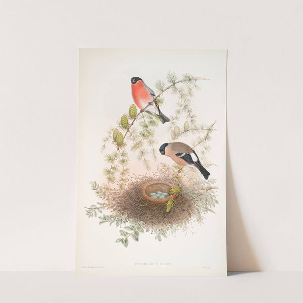 Pyrrhula vulgaris. Bullfinch. (1862-1873) by John Gould