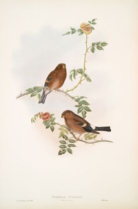 Pyrrhula vulgaris. Bullfinch Young. (1862-1873)