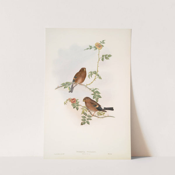 Pyrrhula vulgaris. Bullfinch Young. (1862-1873) by John Gould