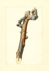Pyrus communis