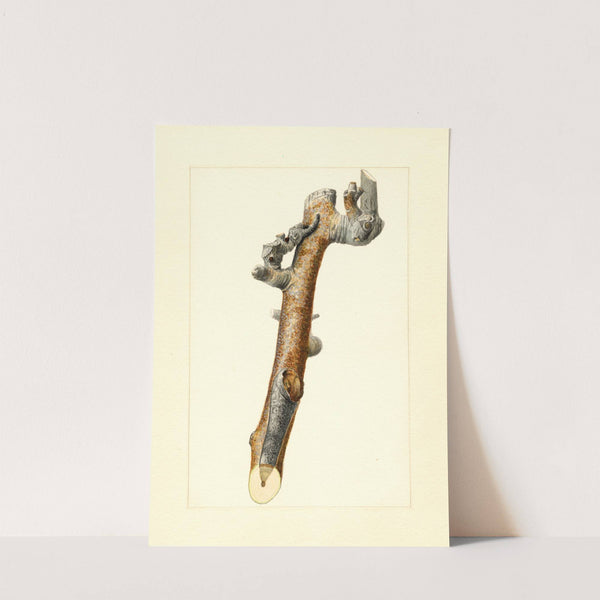 Pyrus communis by James Marion Shull