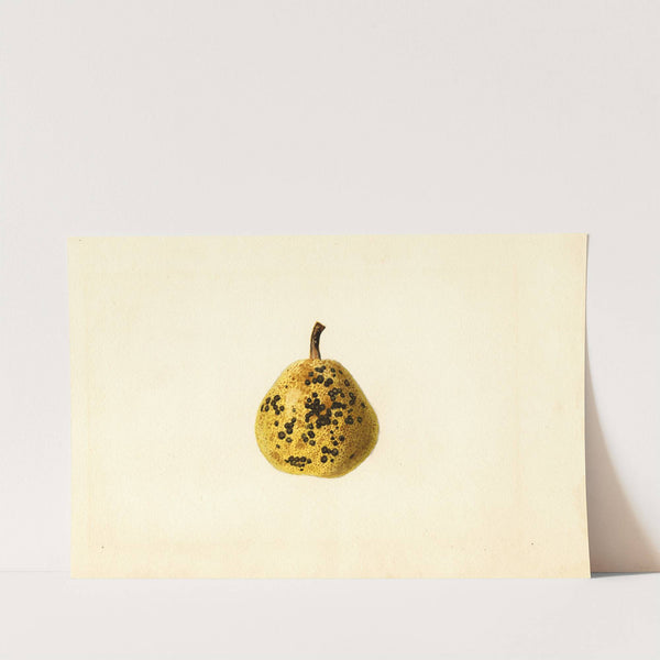 Pyrus communis by James Marion Shull