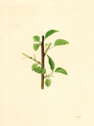 Pyrus communis
