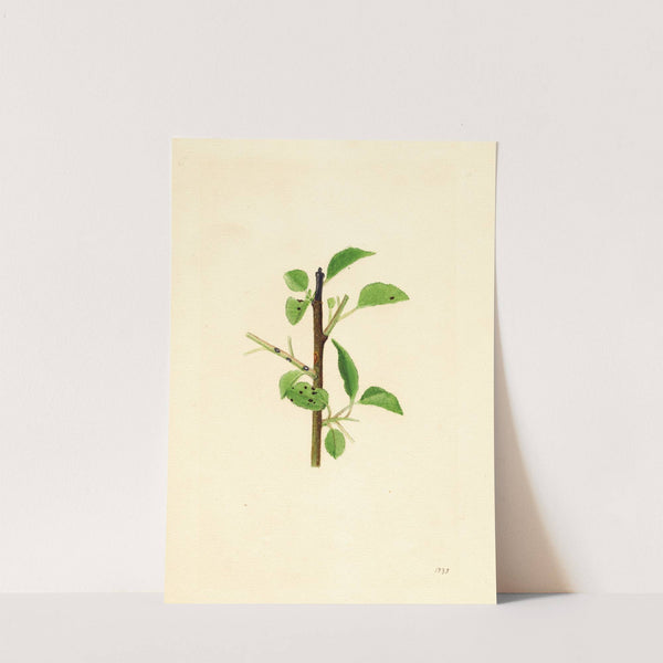 Pyrus communis by James Marion Shull