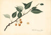 Pyrus communis