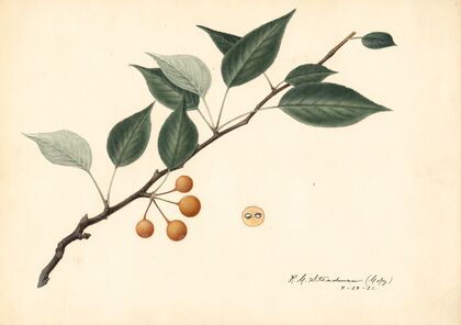 Pyrus communis