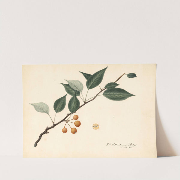 Pyrus communis by Royal Charles Steadman