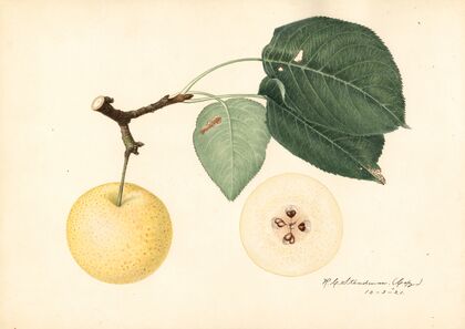 Pyrus communis