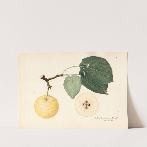 Pyrus communis by Royal Charles Steadman