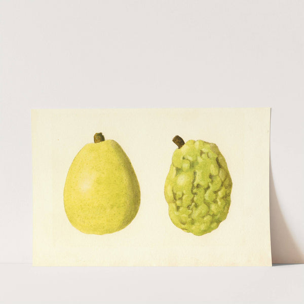 Pyrus communis: Anjou by James Marion Shull