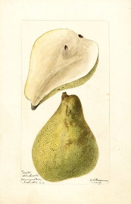 Pyrus communis: Arbre Courbe