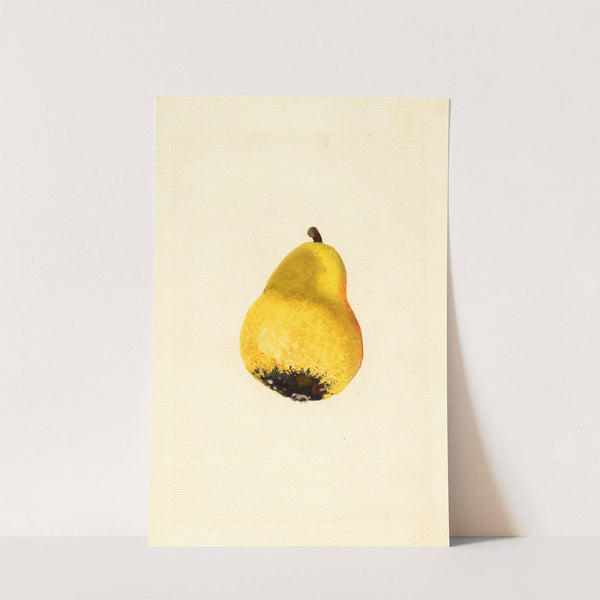 Pyrus communis: Bartlett by James Marion Shull