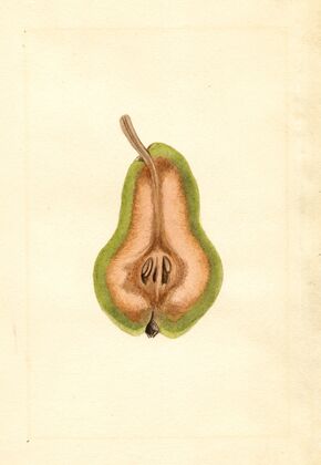 Pyrus communis: Bartlett