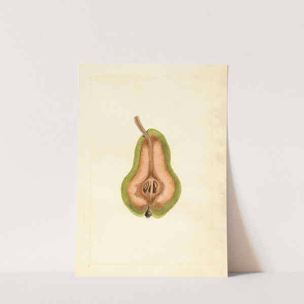 Pyrus communis: Bartlett by James Marion Shull