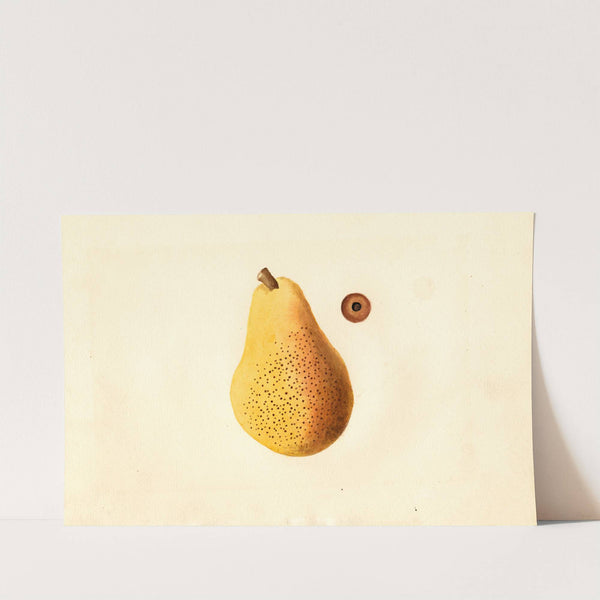 Pyrus communis: Bartlett by James Marion Shull