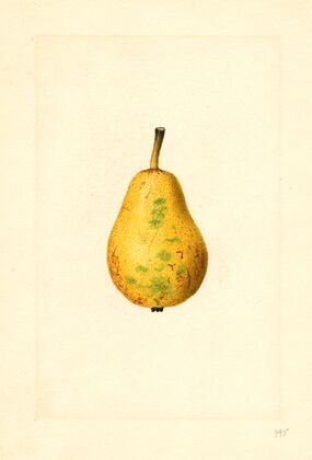 Pyrus communis: Bartlett