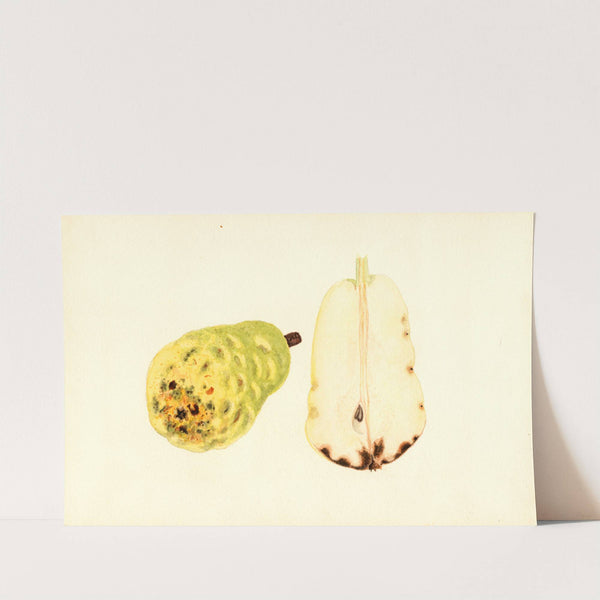 Pyrus communis: Bartlett by James Marion Shull