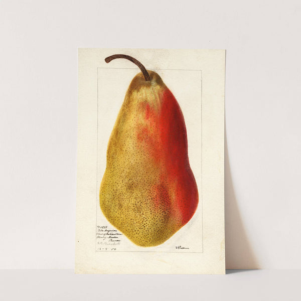 Pyrus communis: Belle Angevine by Deborah Griscom Passmore