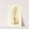 Pyrus communis: Belle Angevine by Deborah Griscom Passmore