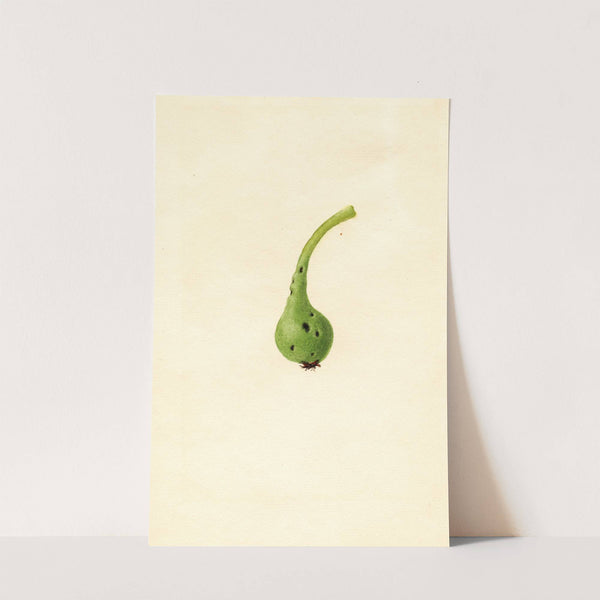 Pyrus communis: Bosc by James Marion Shull