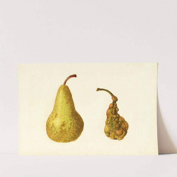 Pyrus communis: Bosc by James Marion Shull