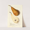 Pyrus communis: Bosc (1912) by Ellen Isham Schutt