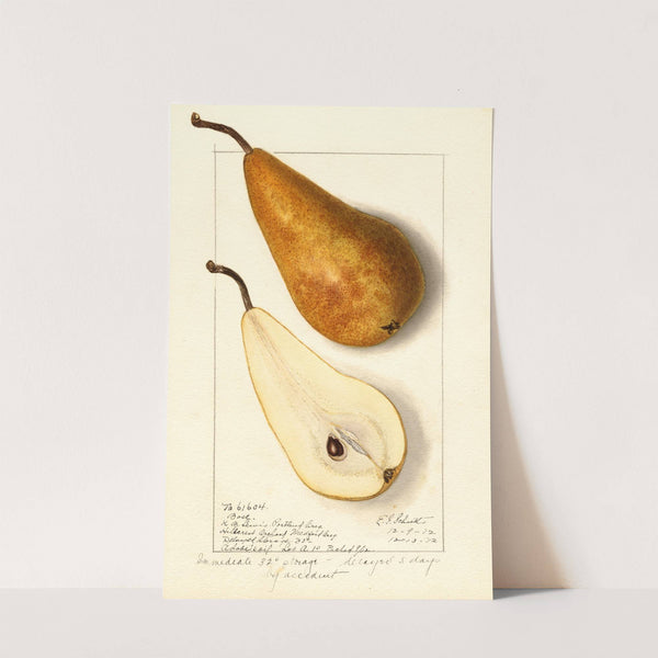 Pyrus communis: Bosc (1912) by Ellen Isham Schutt