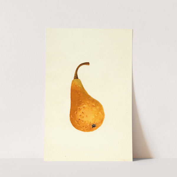 Pyrus communis: Bosc by James Marion Shull