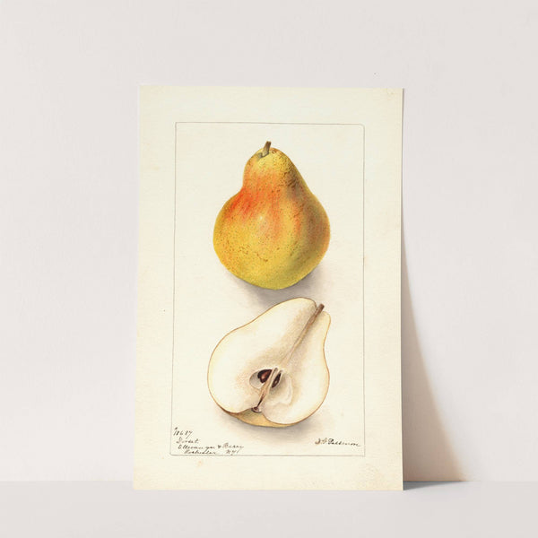 Pyrus communis: Dorsett by Deborah Griscom Passmore