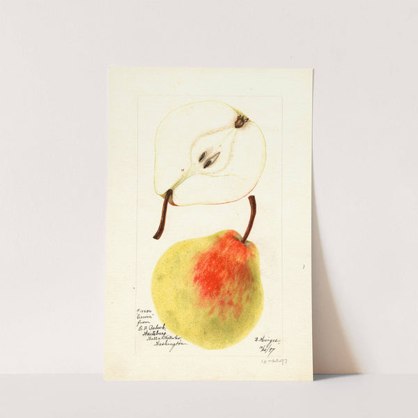 Pyrus communis: Erwin by Bertha Heiges