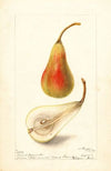 Pyrus communis: French Jargonelle