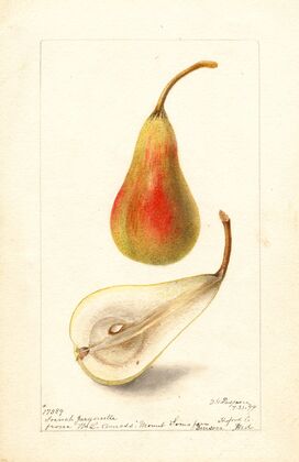 Pyrus communis: French Jargonelle