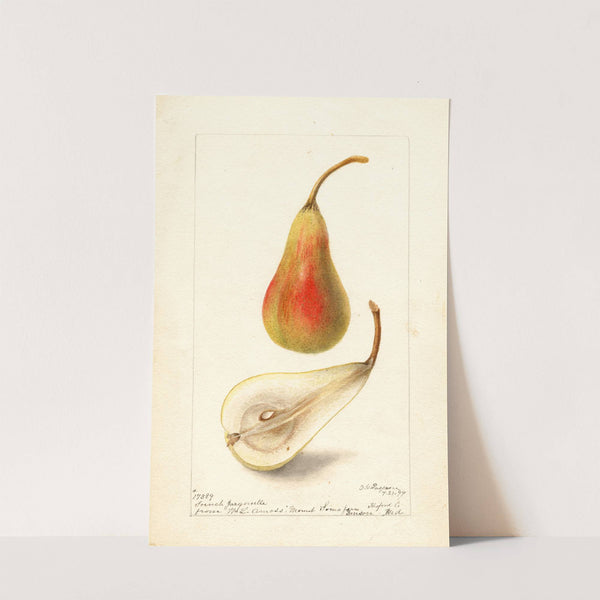 Pyrus communis: French Jargonelle by Deborah Griscom Passmore