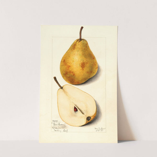 Pyrus communis: Glout Morceau by Mary Daisy Arnold