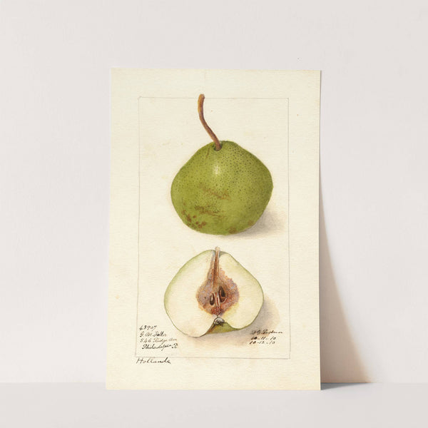 Pyrus communis: Holland by Deborah Griscom Passmore