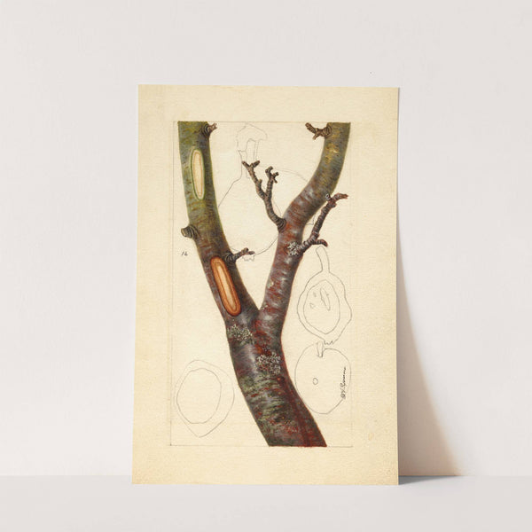 Pyrus communis: Howell by Deborah Griscom Passmore