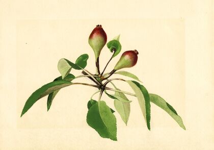 Pyrus communis