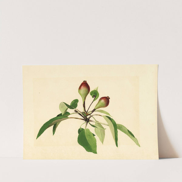 Pyrus communis by James Marion Shull