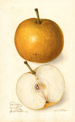Pyrus communis: Japan Golden Russet